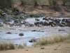 Tipilikwani Mara Camp - Wildlife 